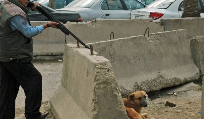Honden in Marokkaanse Zemamra afgemaakt