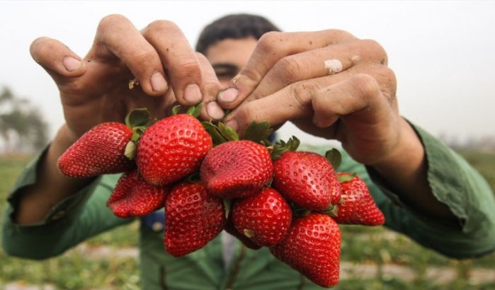 Marokkaanse aardbeienexport sterk gedaald na virus-waarschuwingen