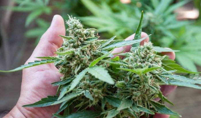 Marokko: drugsbaronnen profiteren van legalisering cannabisteelt