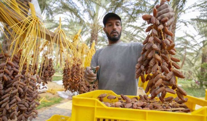 Marokkanen blijven trouw aan Tunesische dadels