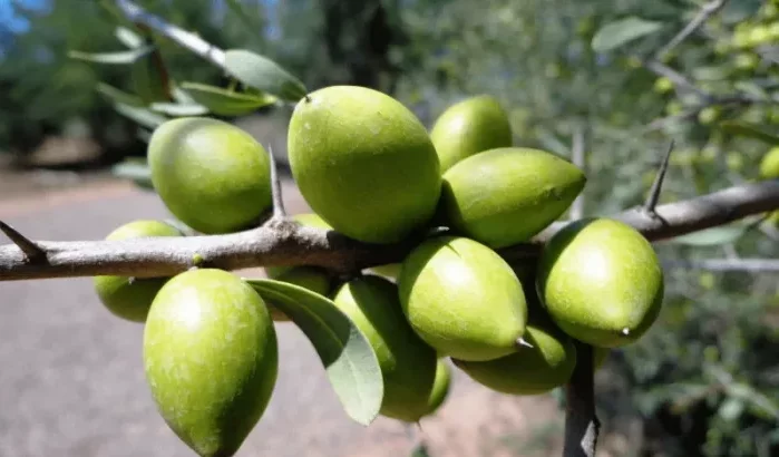 Marokko plant gouden toekomst met arganbomen