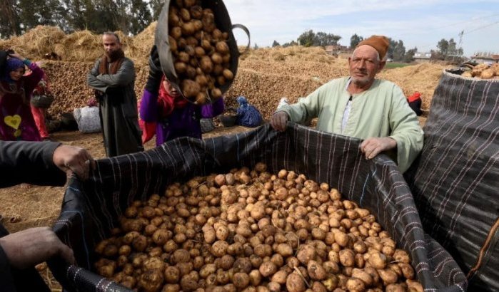 Marokko gaat Amerikaanse aardappelen laten groeien