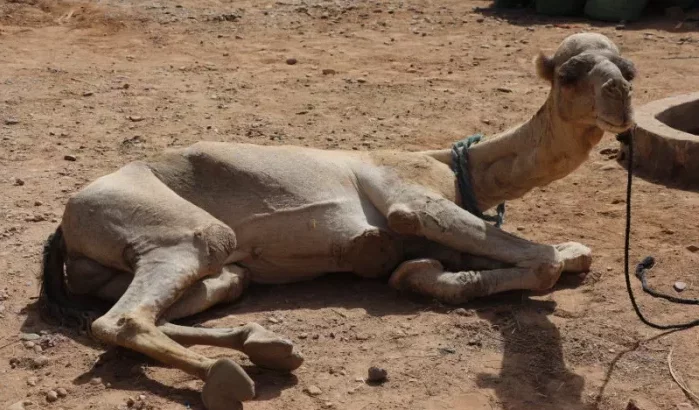 Mysterieuze ziekte doodt dromedarissen in Marokko (video)