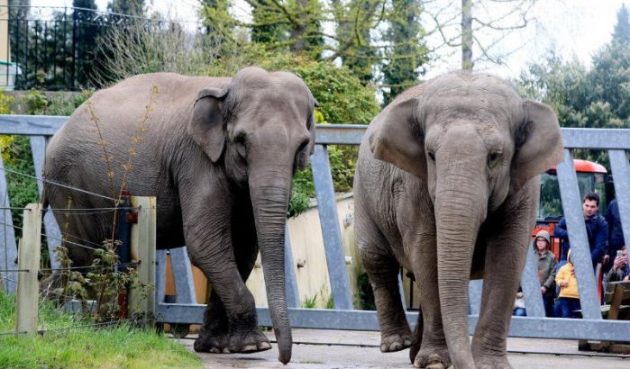 Onvrede en kritiek over heropening dierentuin Casablanca