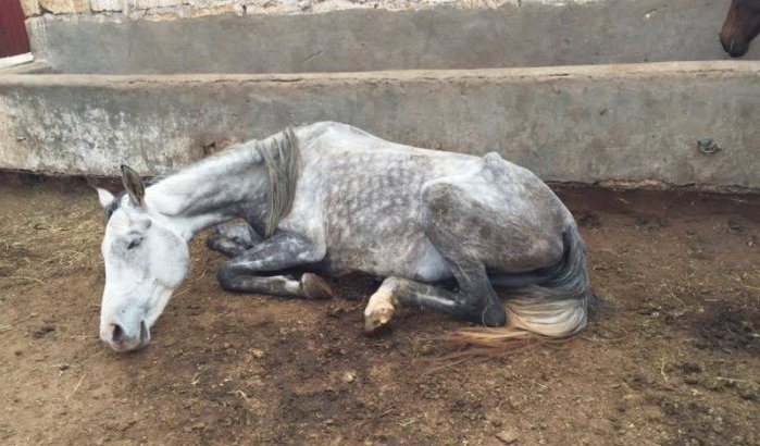 Paard sterft door verwaarlozing in dierenopvang Tanger