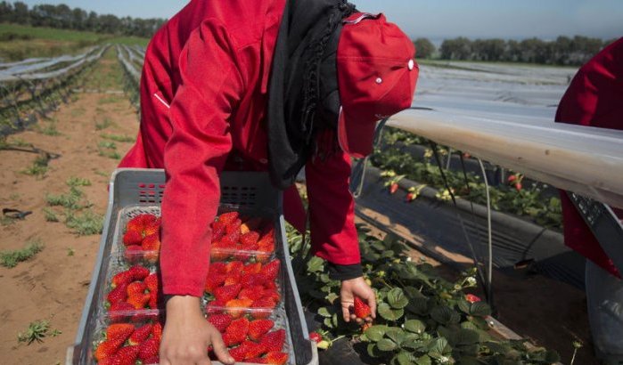 Marokko verovert Japanse aardbeienmarkt