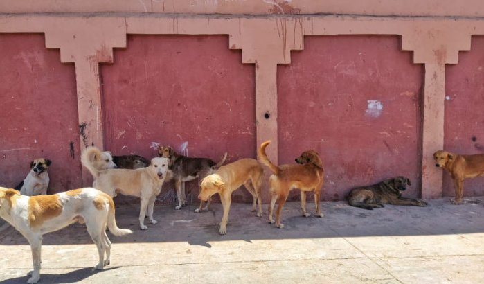 Kind in Marrakech aan hondsdolheid overleden