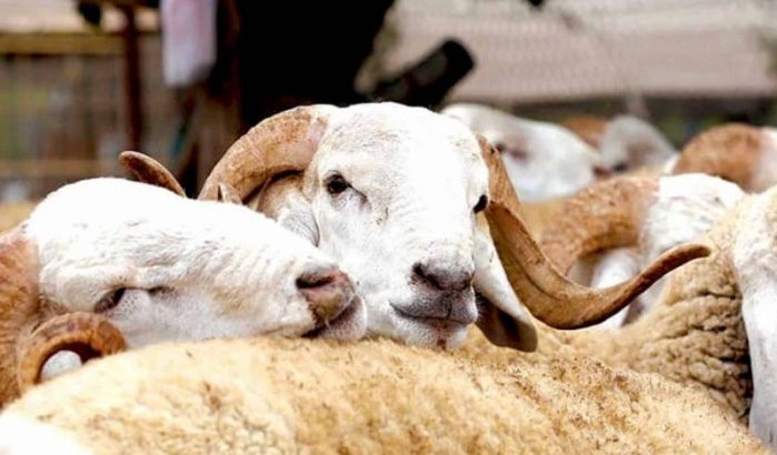 Vetmesten schapen voor Eid ul-Adha begonnen in Marokko