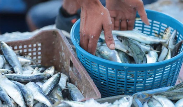 Sardines voor 5 dirham: visboer stunt in Marrakesh