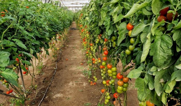 Spaanse boeren woedend over Marokkaanse concurrentie