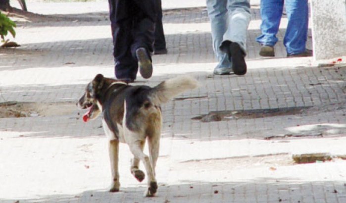 Zwerfhond veroorzaakt dodelijk ongeluk in Marokko