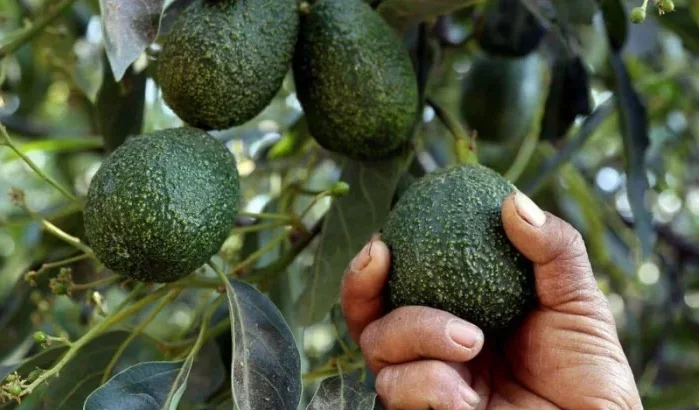 Marokko verovert Nederlandse avocadomarkt