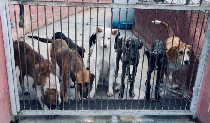 Agadir bouwt grootste dierenopvang van Marokko