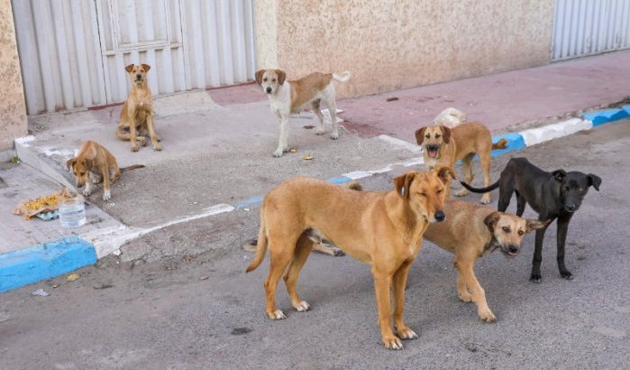 Groepen zwerfhonden richten ravage aan in Marokko (video)