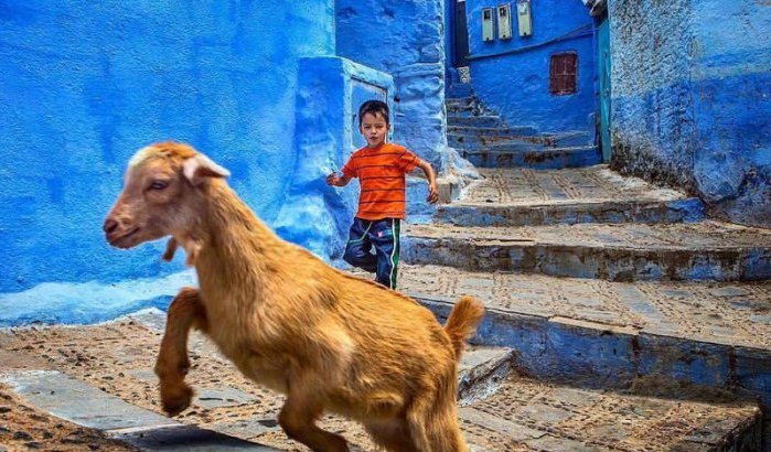 Mysterieuze geitensterfte zaait paniek in Chefchaouen