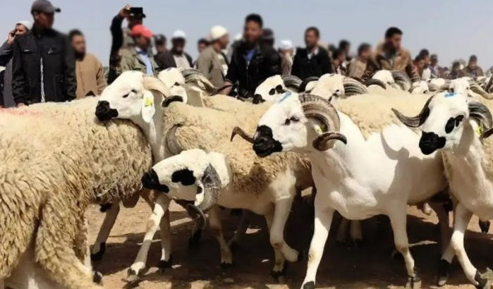 Eid ul-Adha in Marokko: 12,5% doet niet mee