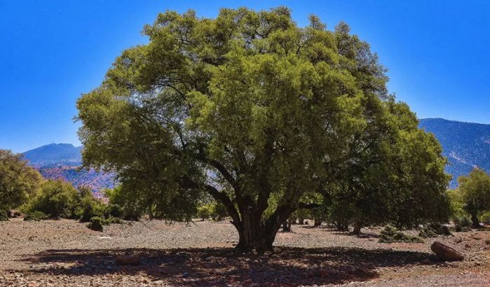 Groene revolutie: Marokko plant 10.000 hectare arganbomen