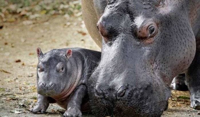 Ontvangst Spectaculair pijn doen Voor het eerst baby nijlpaard geboren in zoo Rabat
