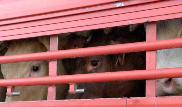 Marokko importeert 20.000 runderen en 106.000 schapen in maand tijd