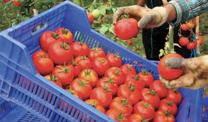 Europa wil actie tegen "invasie" Marokkaanse tomaten