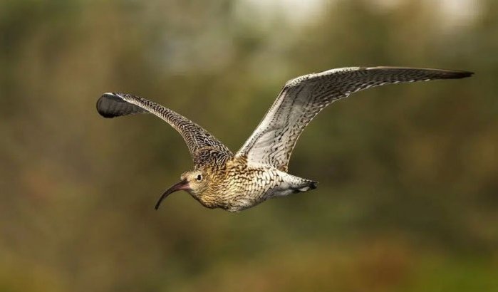 Marokko laatste toevluchtsoord voor uitgestorven trekvogel