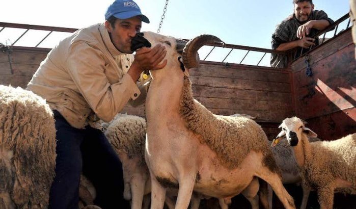 Marokko schrapt Eid ul-Adha: bevolking juicht