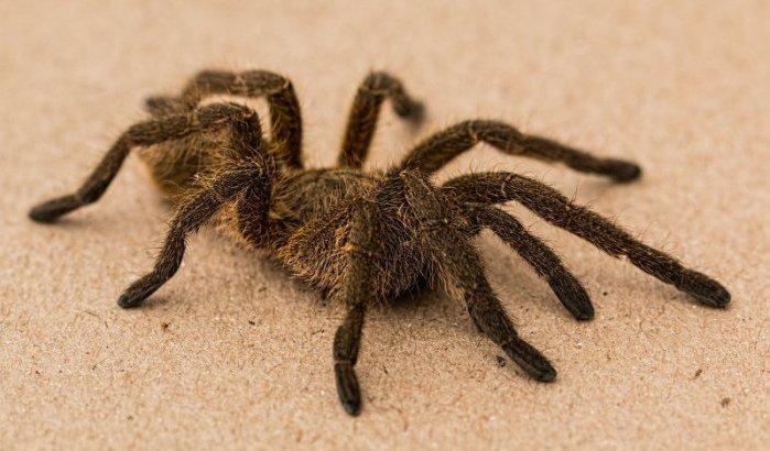 Paniek op vlucht door tarantula uit Casablanca