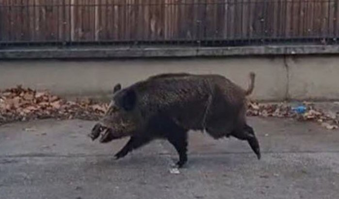 Wild zwijn veroorzaakt paniek op school in Fez