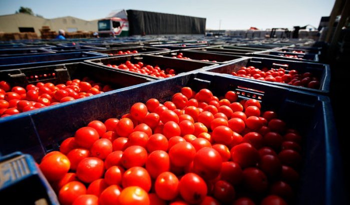 Rusland weigert 40 ton Marokkaanse tomaten door virus