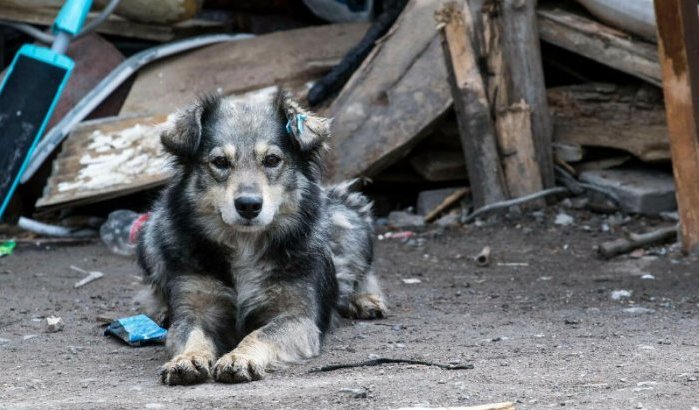 Marokkanen eisen meer rechten voor dieren