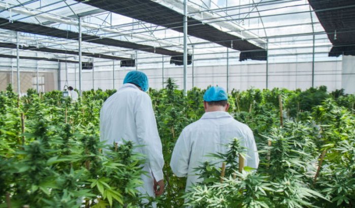 Marokko opent eerste legale cannabisfabriek in Taounate