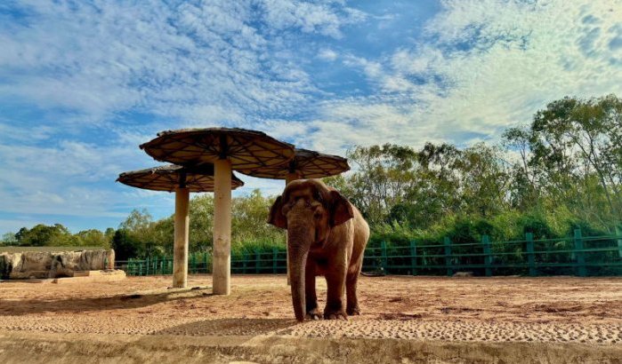 Dierentuin Rabat: fortuin voor voedsel, maar geen dieren?