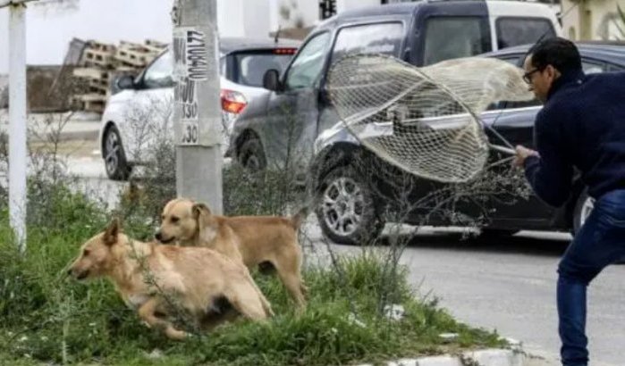 Zwerfhonden Marokko massaal afgeslacht: "Stop dit dierenleed!"