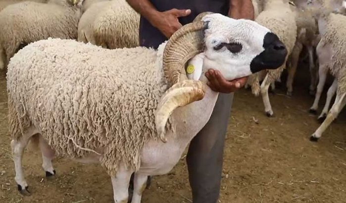 Eid ul-Adha: Marokkanen besteden een derde van jaarinkomen aan schaap