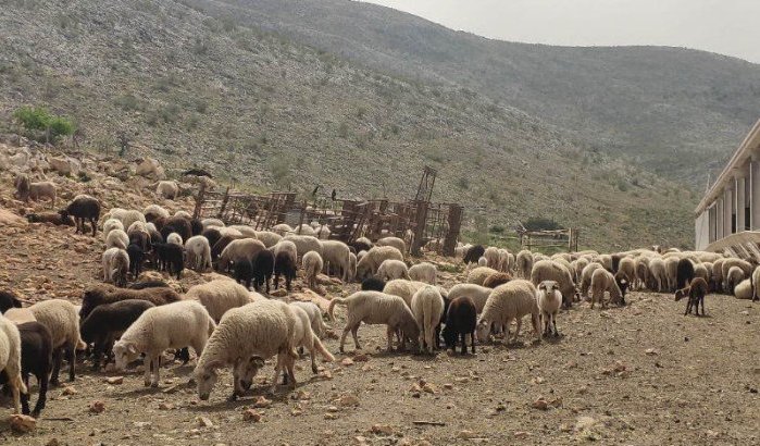 Spaanse veehouders in de problemen door annulering Eid ul-Adha in Marokko