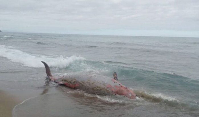 Kolossale walvis aangespoeld op strand van Al Hoceima