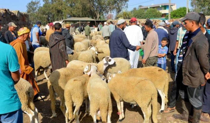 Marokkanen zagen dit jaar massaal af van Eid ul-Adha