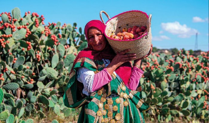 Ook cactusvijgen zijn luxeproduct geworden in Marokko
