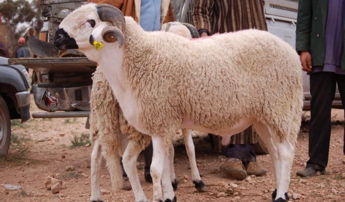 Viering Eid ul-Adha steeds onzekerder in Marokko