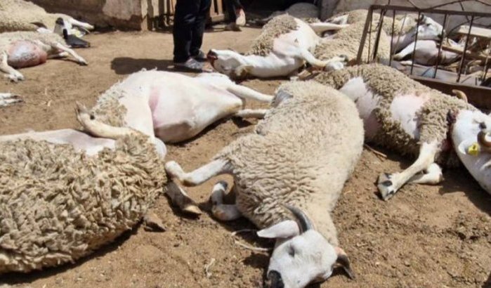 Mysterie rond dode schapen in Berrechid opgelost