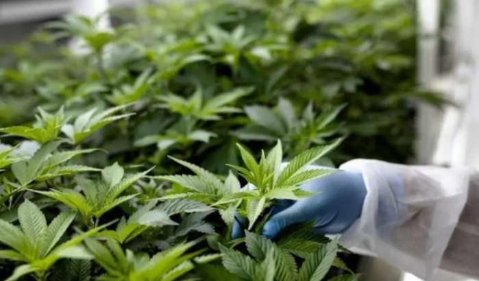 Marokkaanse cannabis voor het eerst legaal naar Europa