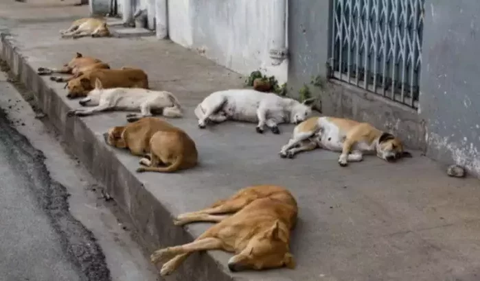 Overlast zwerfhonden Marrakech blijft ondanks miljoenensubsidie