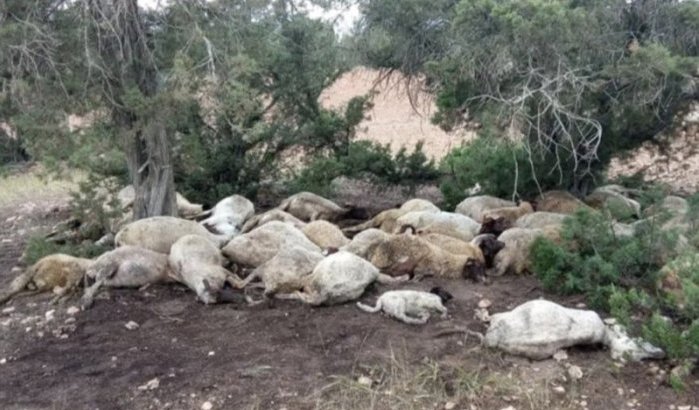 Mysterieuze ziekte treft schapen en geiten in Marokko