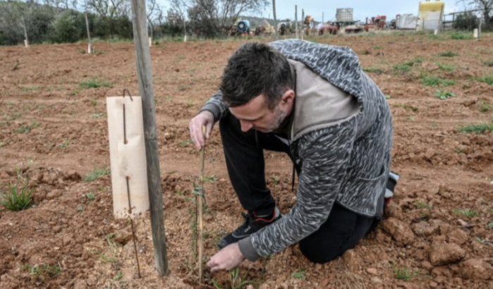 Franse boeren "stelen" Marokkaanse boom