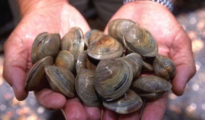 Giftige stoffen in schelpdieren bij Nador