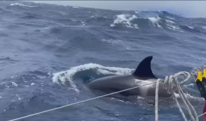 Op zoek naar White Gladis, orka boten aanvalt voor Marokkaanse kust (video)