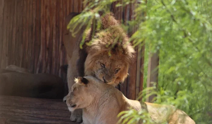 Casablanca pompt gedwongen miljoenen in dierentuin