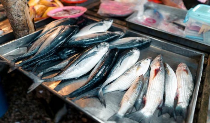 Massale vissterfte bij Tanger, dode vis op markten verkocht (video)