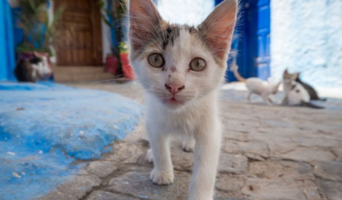 Man gearresteerd voor eten katten en honden in Marokko