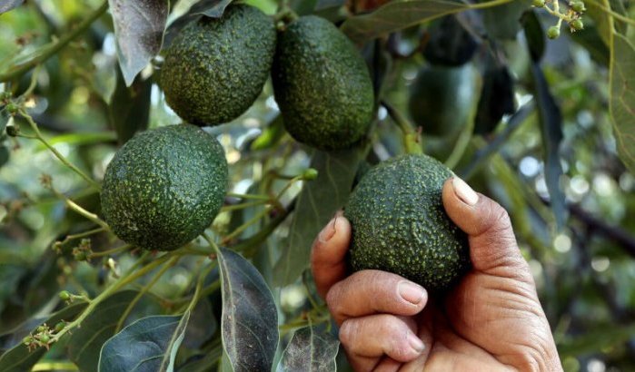 Marokko's 'groene goud' krijgt concurrentie